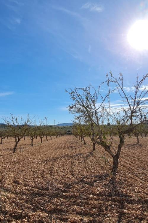 Land - Sale - Pinoso - Lel