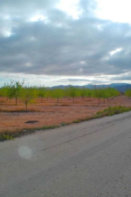 Land - Sale - Pinoso - Pinoso Centro