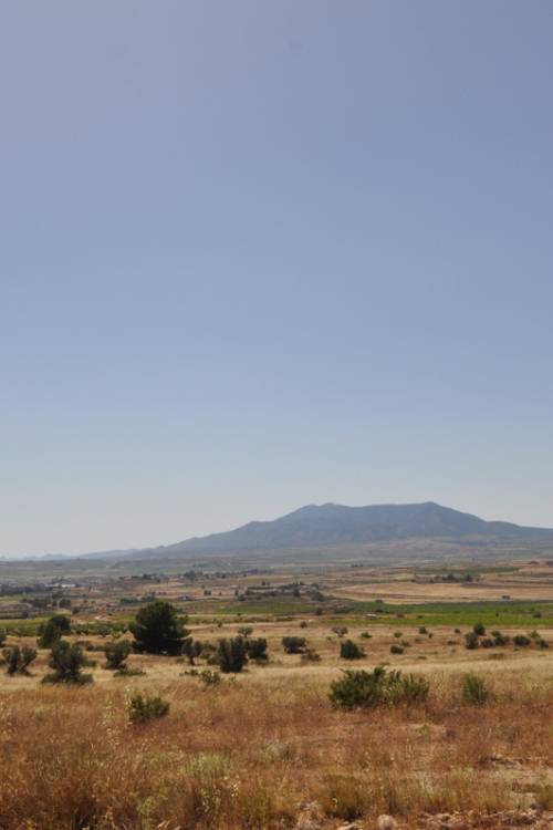 Land - Sale - Pinoso - Pinoso Centro