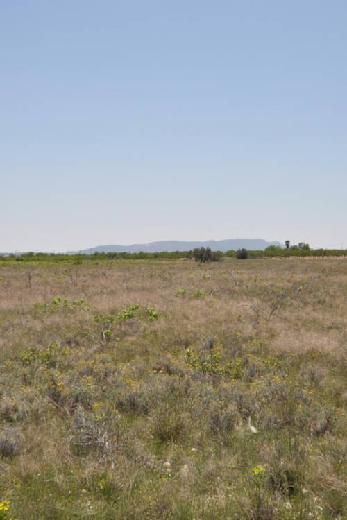 Land - Sale - Pinoso - Pinoso Centro