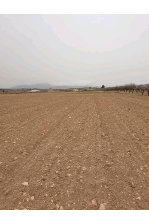 Land - Sale - Pinoso - Pinoso Centro