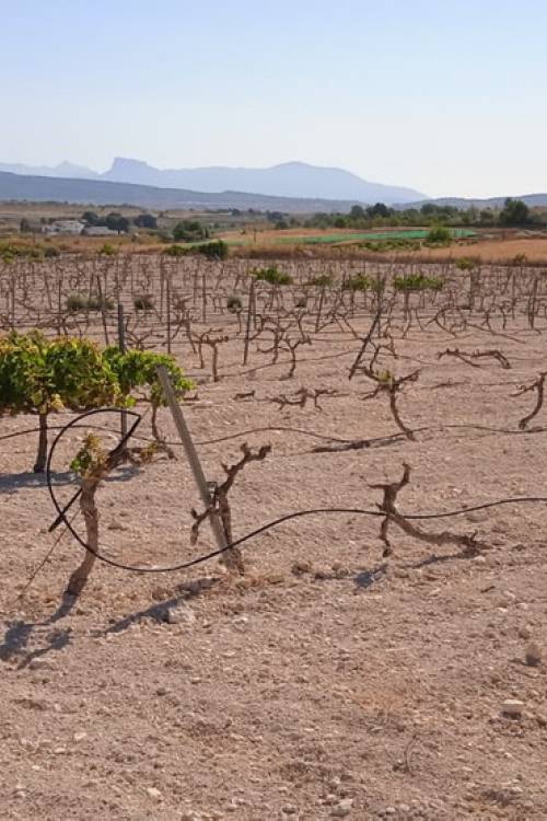 Land - Sale - Pinoso - Pinoso Centro