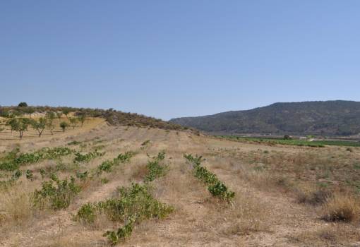 Land - Sale - Pinoso - Pinoso Centro