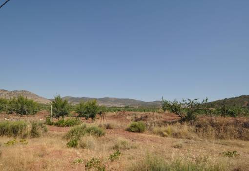 Land - Sale - Pinoso - Pinoso Centro