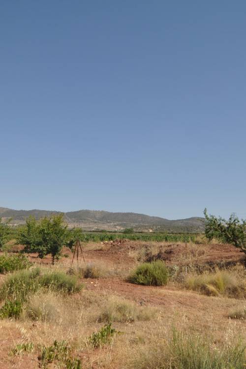 Land - Sale - Pinoso - Pinoso Centro