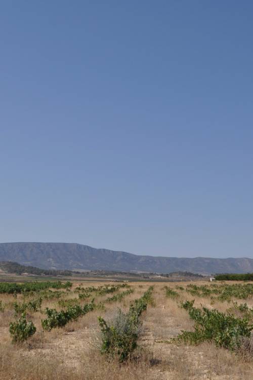 Land - Sale - Pinoso - Pinoso Centro