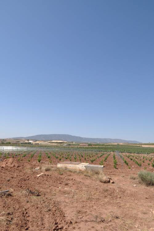 Land - Sale - Pinoso - Pinoso Centro