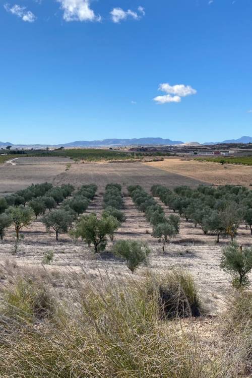 Land - Sale - Pinoso - Pinoso Centro