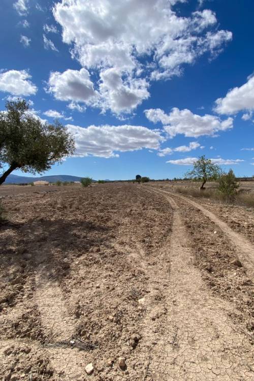 Land - Sale - Pinoso - Pinoso Centro