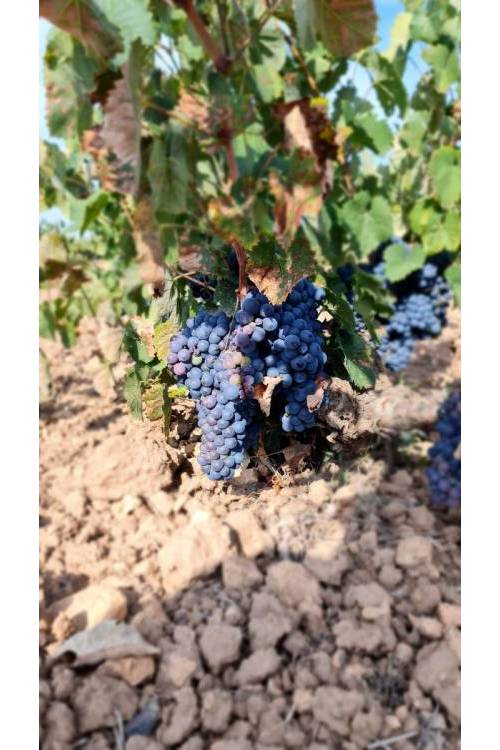 Land - Sale - Pinoso - Pinoso Centro