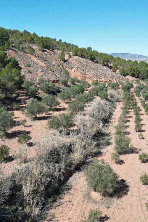 Land - Sale - Pinoso - Pinoso Centro