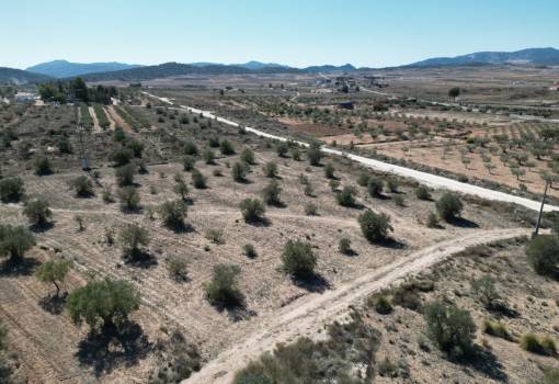 Land - Sale - Pinoso - Pinoso Centro