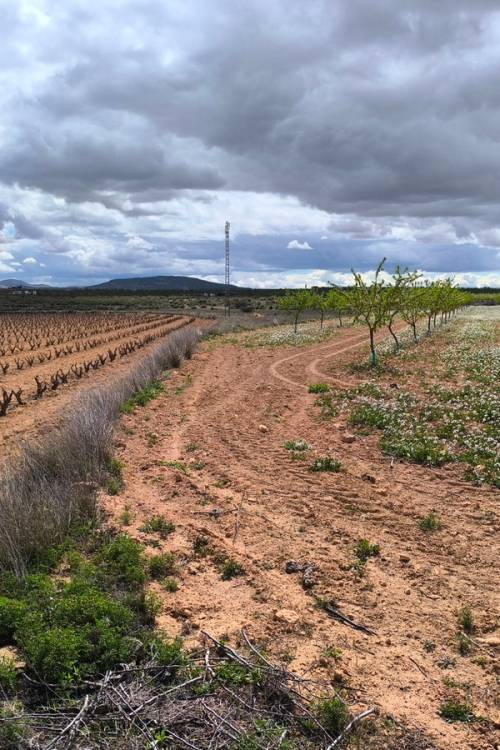 Land - Sale - Pinoso - Pinoso Centro