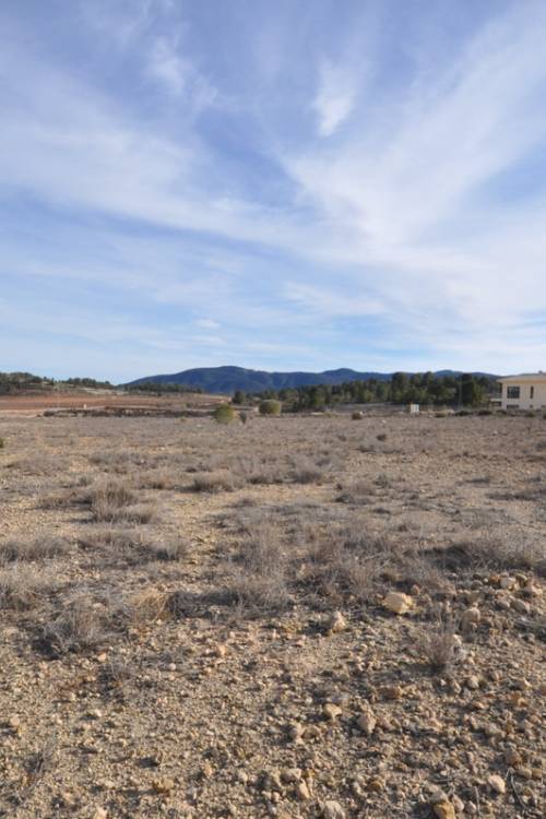 Land - Sale - Pinoso - Pinoso Centro