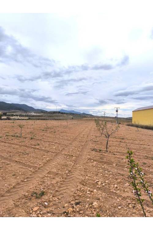 Land - Sale - Pinoso - Pinoso Centro