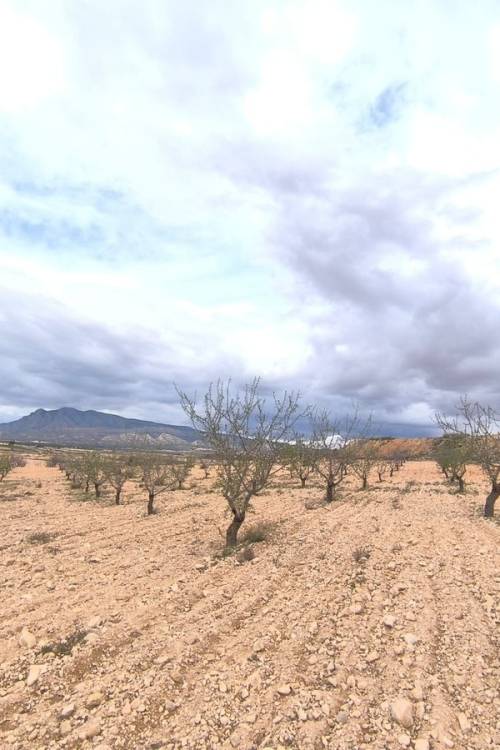 Land - Sale - Pinoso - Pinoso Centro