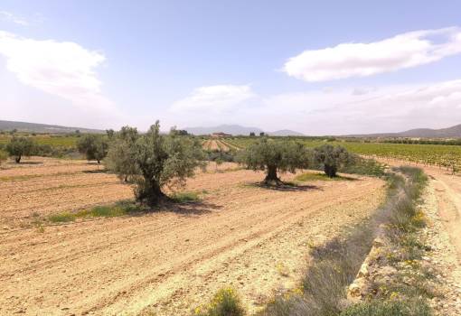 Land - Sale - Pinoso - Pinoso Centro