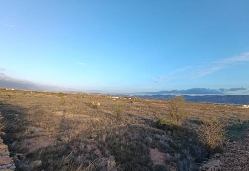 Land - Sale - Pinoso - Pinoso Centro