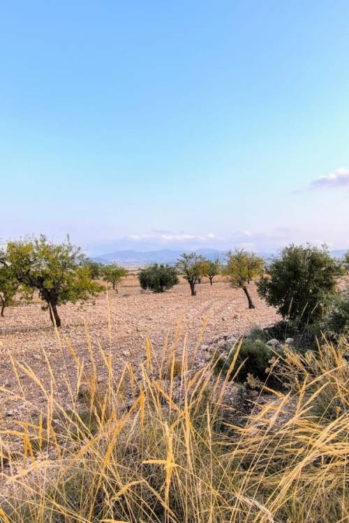 Land - Sale - Pinoso - Pinoso Centro