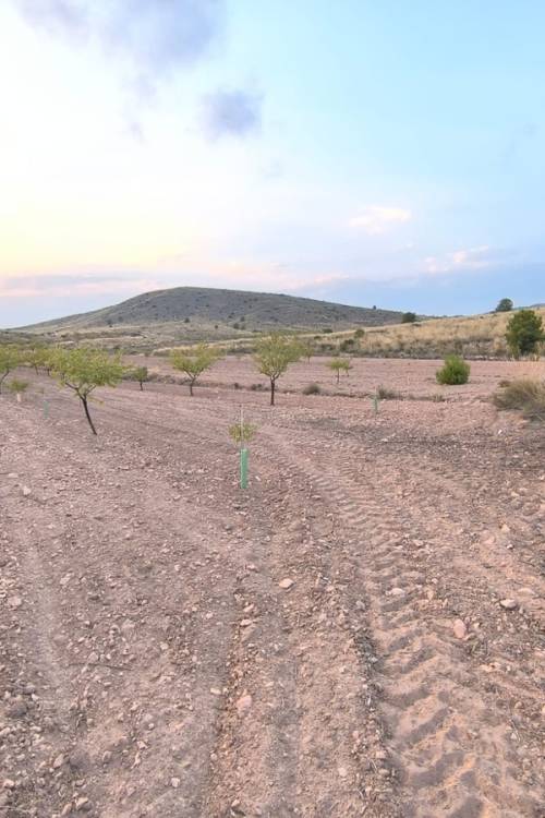 Land - Sale - Pinoso - Pinoso Centro