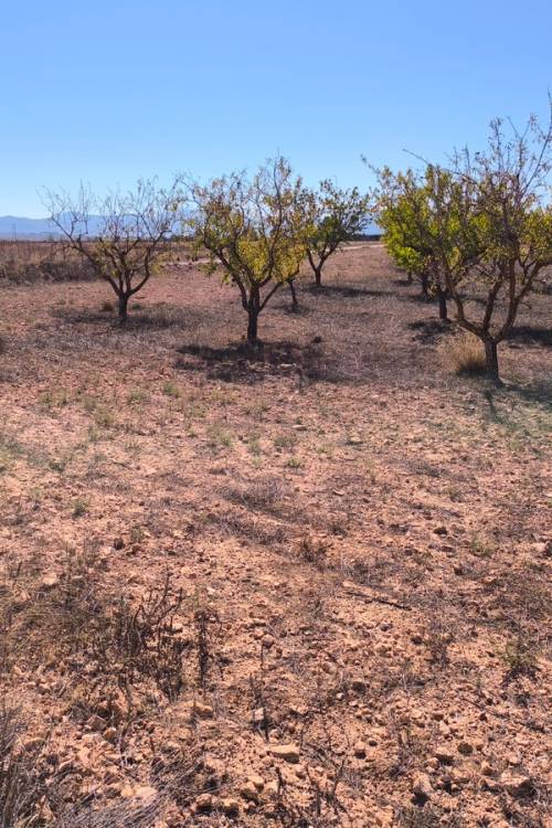 Land - Sale - Pinoso - Pinoso Centro