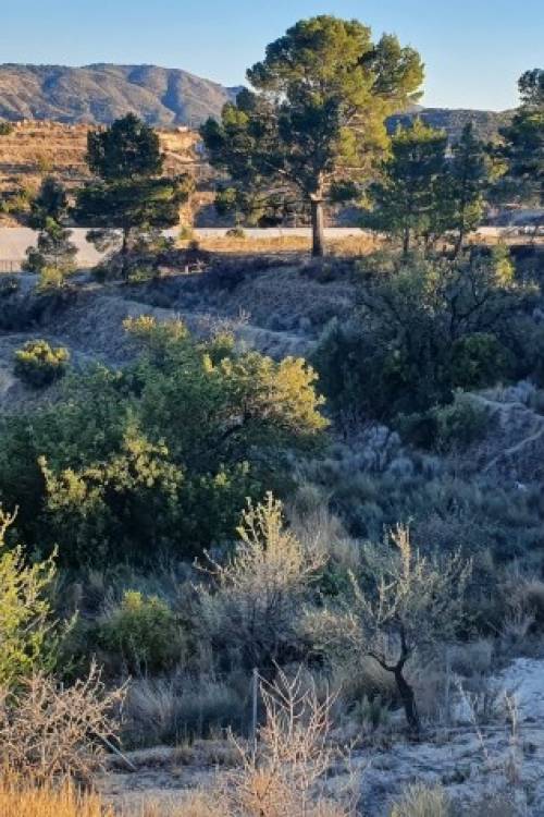 Land - Sale - Relleu - Relleu Centro