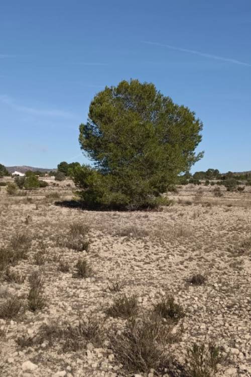 Land - Sale - Salinas - Salinas Centro