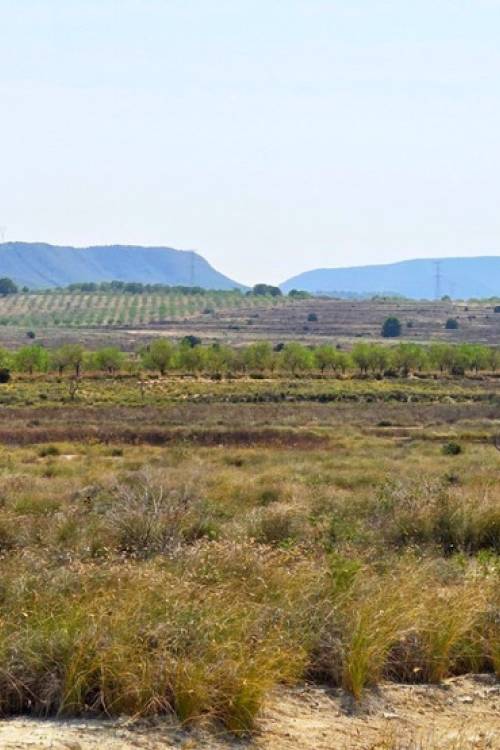 Land - Sale - San Miguel de Salinas - San Miguel de Salinas Centro