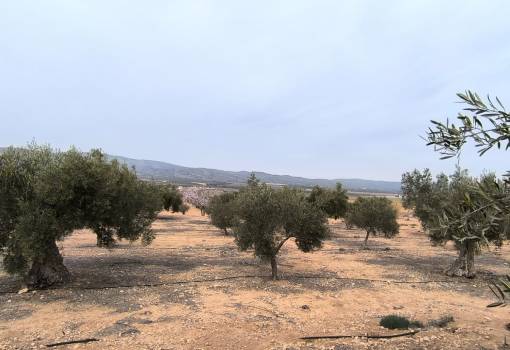 Land - Sale - Villena - RO--76491