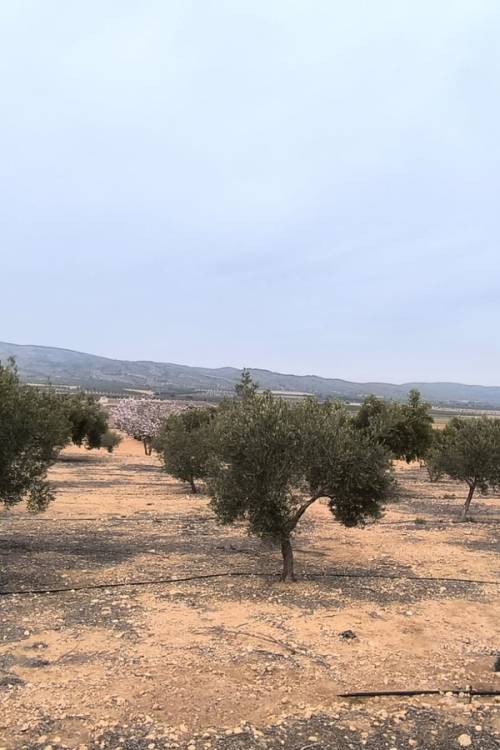 Land - Sale - Villena - Villena Centro