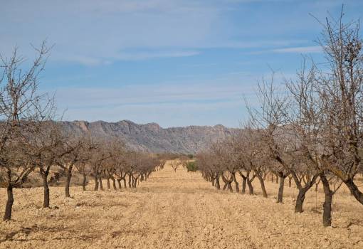 Land - Sale - Yecla - Raspay