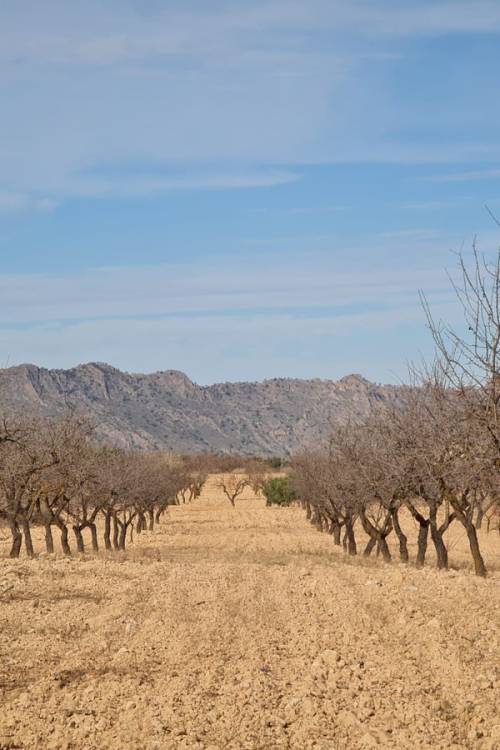 Land - Sale - Yecla - Raspay