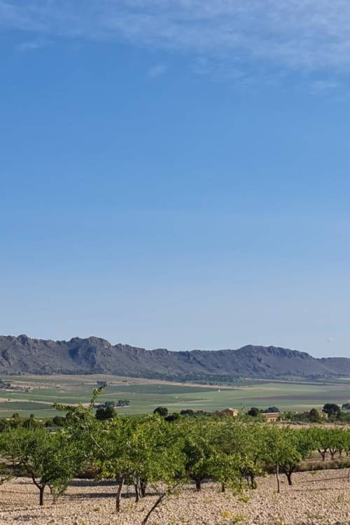 Land - Sale - Yecla - Raspay