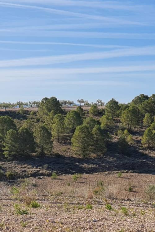 Land - Sale - Yecla - Raspay