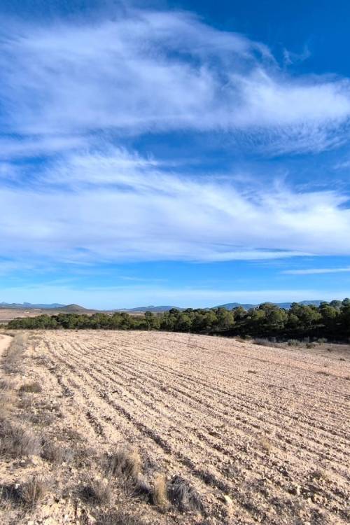 Land - Sale - Yecla - Raspay