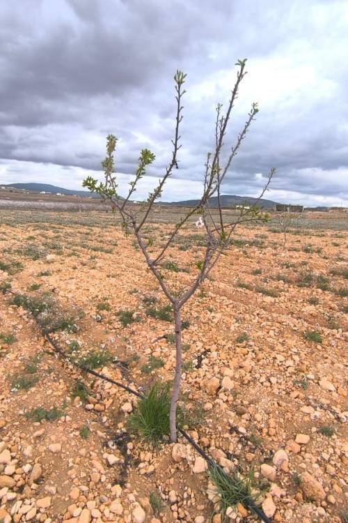 Land - Sale - Yecla - Raspay