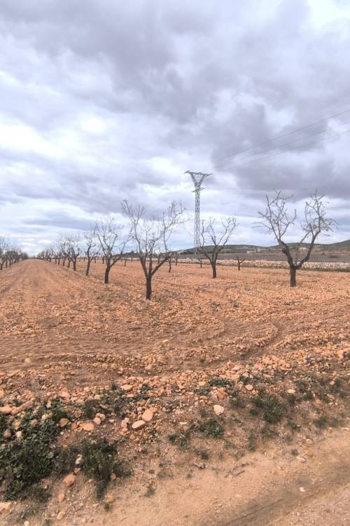 Land - Sale - Yecla - Raspay