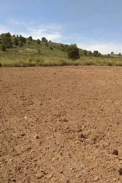 Land - Sale - Yecla - Yecla Centro