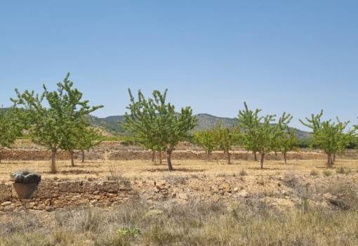 Land - Sale - Yecla - Yecla Centro