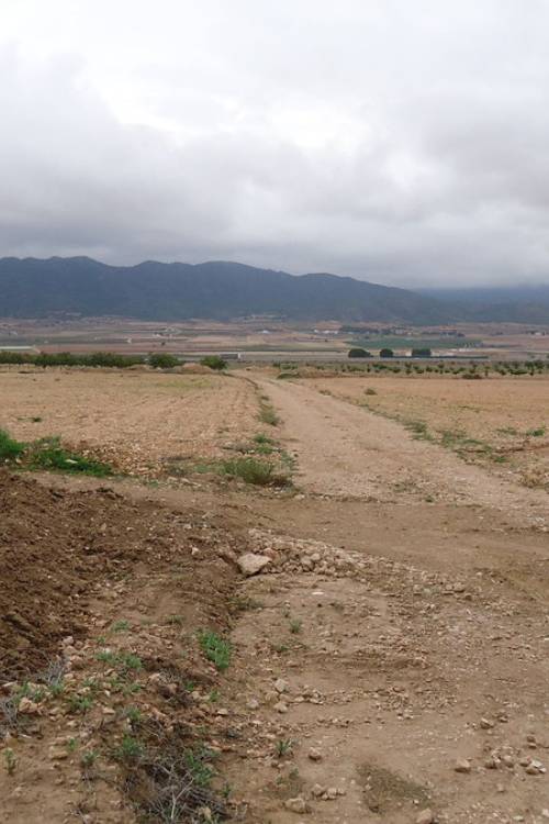 Land - Sale - Yecla - Yecla Centro