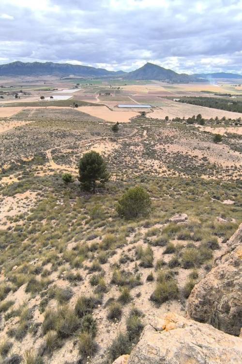 Land - Sale - Yecla - Yecla Centro