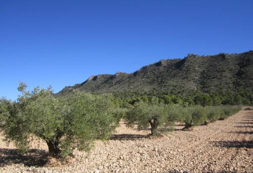 Land - Sale - Yecla - Yecla Centro