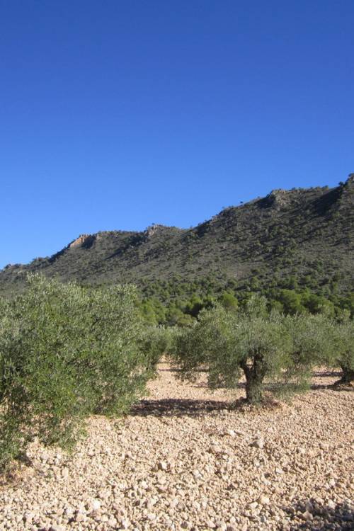 Land - Sale - Yecla - Yecla Centro