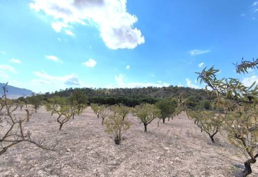 Land - Sale - Yecla - Yecla Centro