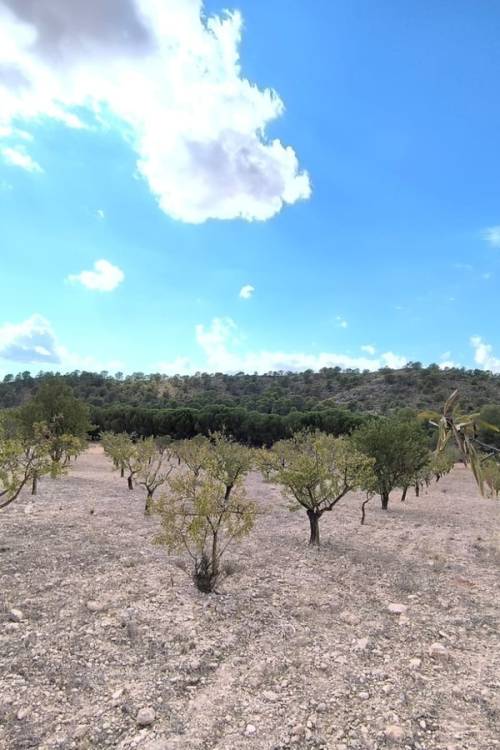 Land - Sale - Yecla - Yecla Centro