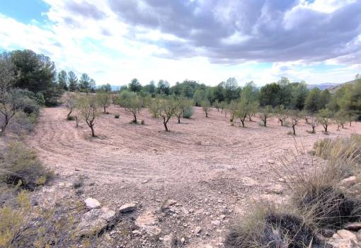 Land - Sale - Yecla - Yecla Centro