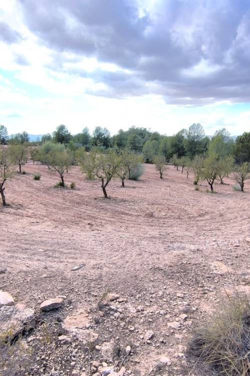 Land - Sale - Yecla - Yecla Centro