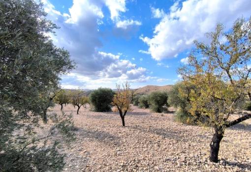 Land - Sale - Yecla - Yecla Centro