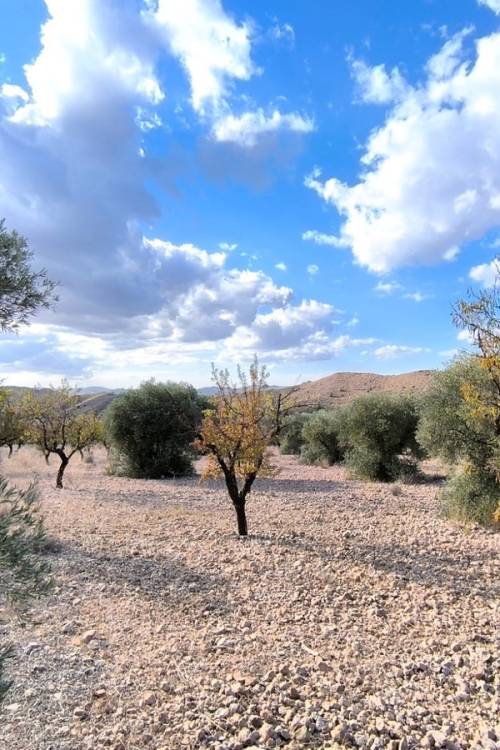 Land - Sale - Yecla - Yecla Centro