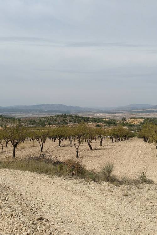 Land - Venta - Abanilla - Abanilla Centro